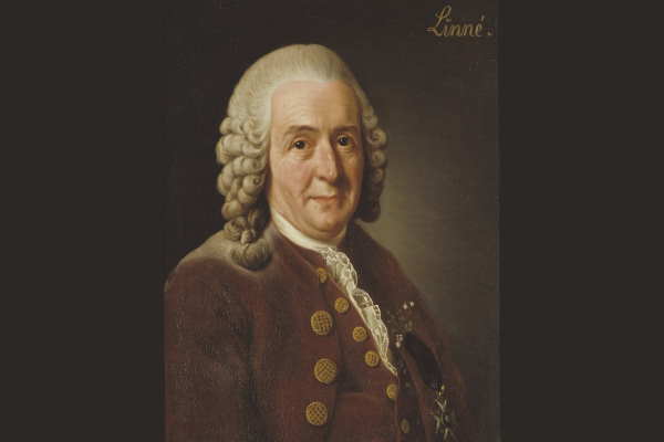 Loving Linnaeus